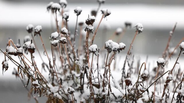 Withered garden daisies standing in fresh snow while snow is falling, quiet winter scene showing seasonal transition and natural decay