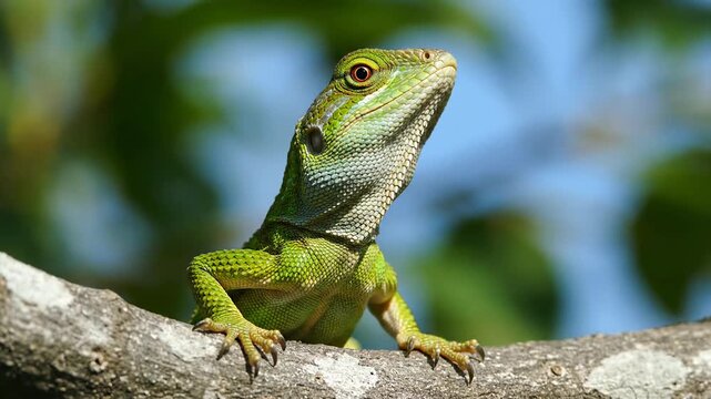 Green Lizard on Branch Close Up Wildlife Portrait