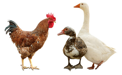 Fototapeta premium Rooster, duck and goose on white background. Domesticated birds