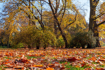 A city park on a bright autumn morning, sunlight and shadows, yellow and golden autumn leaves on the trees, beautiful nature. © soleg