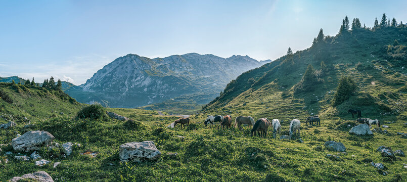 Herd of grazing horses at 1,800 m in a scenic Alpine basin in Tyrol, Austria, surrounded by mountains and lush meadows under clear daylight. - Powered by Adobe