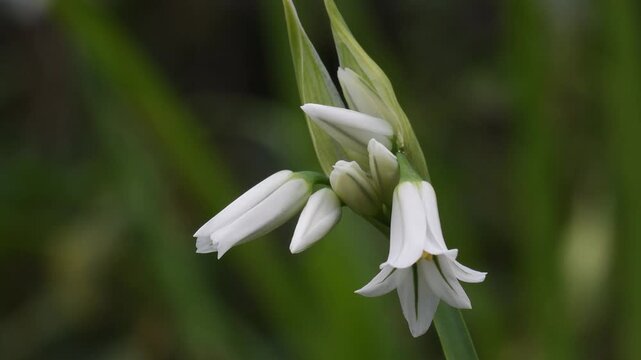 triquetrum garlic (Allium triquetrum) is a plant of the Amaryllidaceae family, widespread in the Mediterranean basin, Portofino, Liguria, Italy