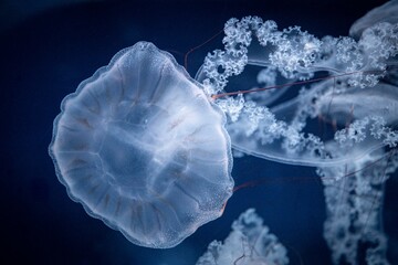 jellyfish in the water © Jiri