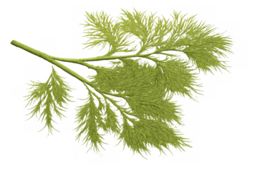 Fresh dill sprig on a transparent background, culinary herb for cooking and food seasoning