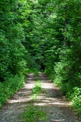 Obraz premium Ground road in a forest, beautiful nature and many green trees