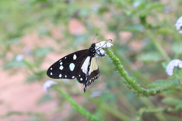 A brush-footed butterfly on a flower © Aaron