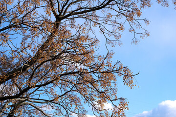 青空とセンダンの実