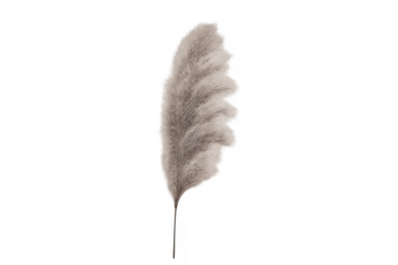 Pampas grass plume with fluffy texture for bohemian style home decor, creating a natural botanical element, on transparent background