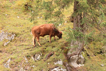 Sch&ouml;ner Herbsttag in den W&auml;ldern von Mittenwald in den Bayerischen Alpen	
