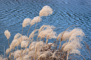 北風に揺れるススキ