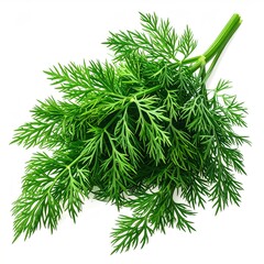 Fresh, vibrant green herb with delicate, feathery leaves, isolated on white