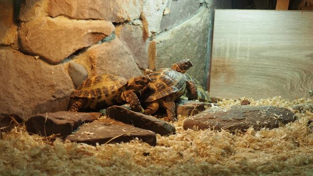 Russian Agrionemys steppe tortoise Testudo horsfieldii, Afghan or endemic Central Asian four-clawed tortoise, four-toed or Horsfield tortoise, is threatened species of tortoise in family Testudinidae