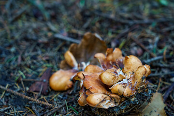 Ground level view of mushrooms growing on forest floor among leaves and pine needles in autumn