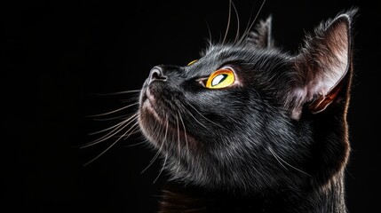 A close-up portrait of an elegant black cat against a dark background, capturing its striking features and expressive yellow eyes, conveying mystery and grace.