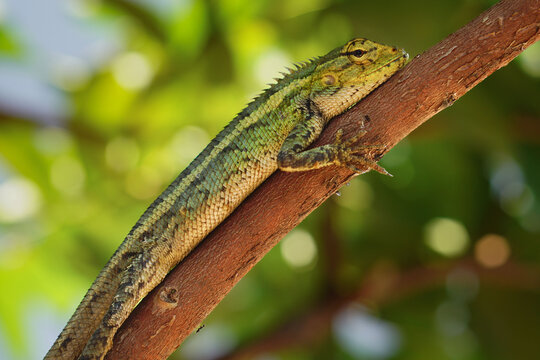 Basking Calotes versicolor oriental garden Lizard on Tree Branch