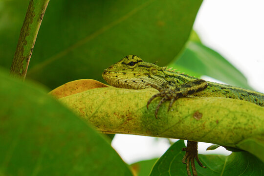 Oriental Garden Lizard or Calotes versicolor on Leaves