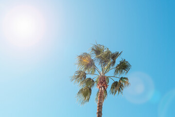 Palm tree against clear blue sky with bright sunlight. Natural background, copy space