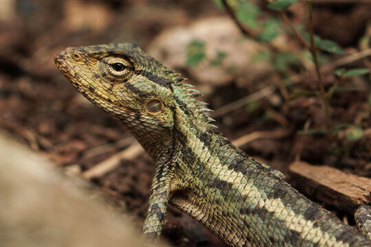 Alert Calotes versicolor or Oriental Garden Lizard in Dirt Habitat