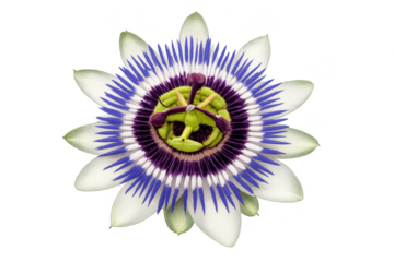 Passionflower with transparent background, close-up floral photography