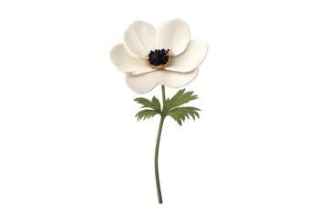 Elegant white anemone flower with transparent background design art.