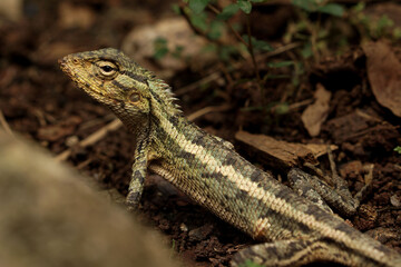 Naklejka premium Calotes versicolor Agamid Lizard on Forest Floor