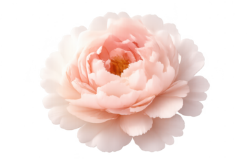 Pale Pink Peony Blossom on transparent background, floral illustration
