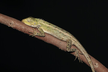 Nocturnal Rest of Calotes versicolor Garden Lizard