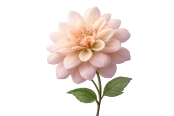Pink Dahlia with transparent background, perfect for creative projects.