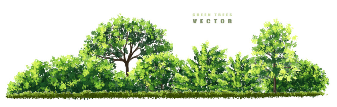 Vector watercolor green tree or forest side view isolated on white background for landscape and architecture drawing,elements for environment or garden,botanical element for exterior section in spring