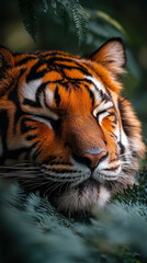Fototapeta premium Close-up of peaceful tiger face with eyes closed resting among green foliage in natural forest habitat wildlife portrait