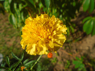 Close-Up Nature Photography. This beautiful marigold displays its bright yellow petals, a cheerful sight in any garden. Bright Yellow Marigold Flower in Garde