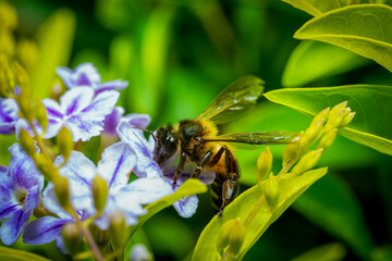 Macro of honey bee collecting nectar from beautiful purple flowers in the garden.