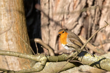 Fototapete bei efototapeten.de bestellen   
