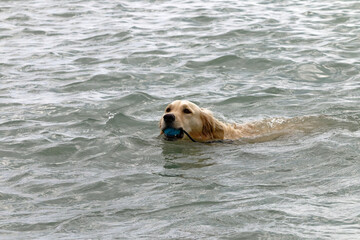 Golden retriever dog swimming in the water with a blue ball in its mouth