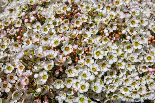 Wildflowers backgrounds. White Geraldton waxflower, Chamelaucium uncinatum. Flowering plant, endemic to Western Australia. Flower June, July, August, September, October, November