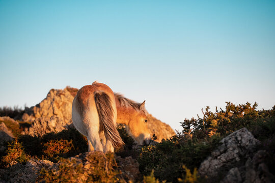 Semi-Feral Foal Grazing In Sierra del Sueve