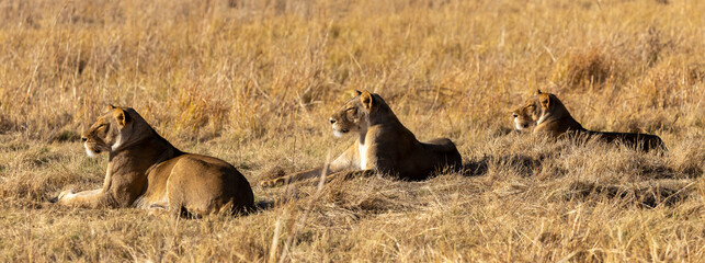 Lion in Africa, Zambia & South Africa © Vollverglasung