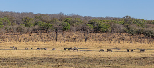 Obraz premium Zebra in Africa, Zambia & South Africa