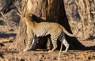 Leopard at Safari