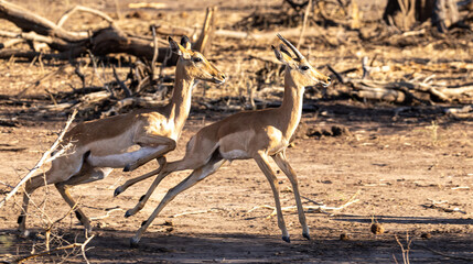 Springbok on Safari © Vollverglasung