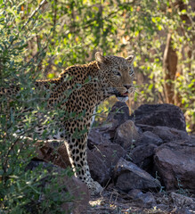 Leopard at Safari