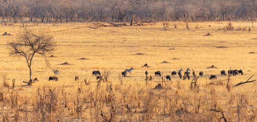 Zebra in Africa, Zambia & South Africa
