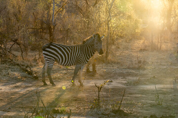 Zebra in Africa, Zambia & South Africa