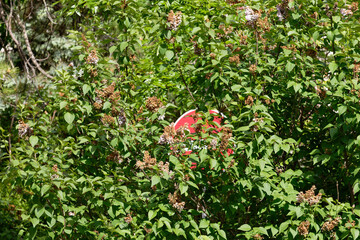A red circular sign is partially hidden behind dense green foliage and dried lilac blossoms