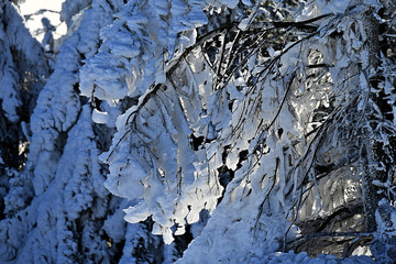 Schneebehangene Fichtenzweige im Harz