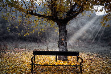 El banco bajo el chopo