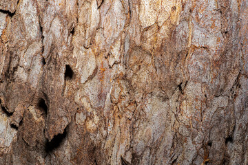 Texture background of rough and cracked brown tree bark surface.