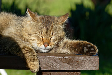 Fluffy tabby cat sleeping peacefully outdoors on a warm sunny day