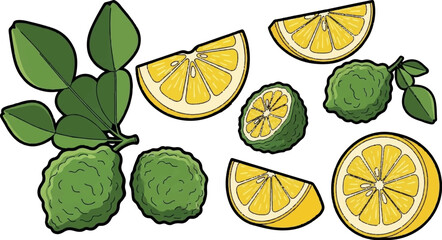 A vibrant illustration of assorted citrus fruits, including lemons and kaffir limes