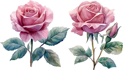 vector illustration of rose